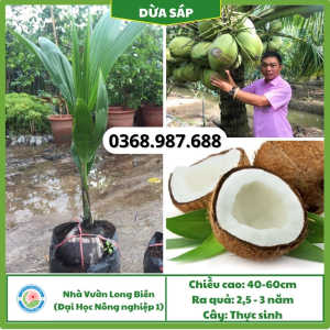 Cây giống dừa sáp tại tổng kho cây giống miền bắc