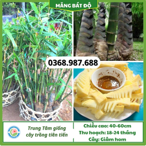 cây giống măng bát độ