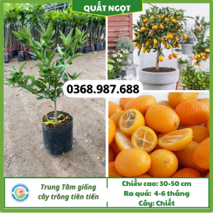 Cây giống quất ngọt tại tổng kho cây giống miền bắc