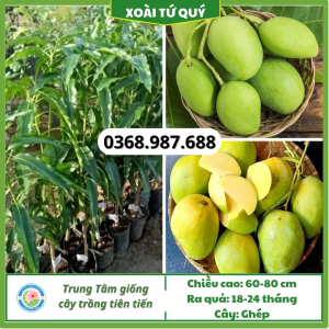 Cây giống xoài tứ quý tại tổng kho cây giống miền bắc