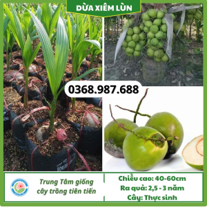 Cây giống dừa xiêm lùn tại tổng kho cây giống miền bắc