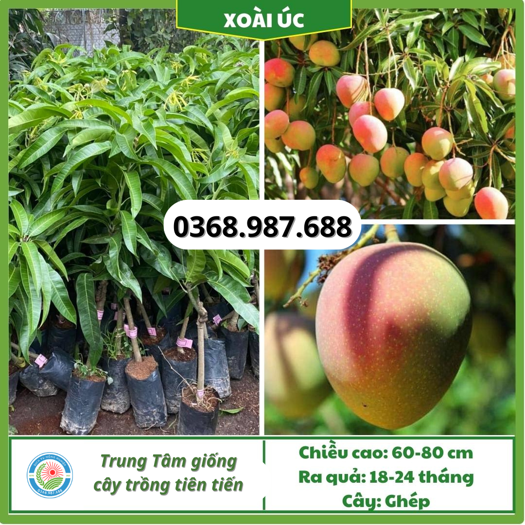 Cây giống xoài úc tại tổng kho cây giống miền bắc Cây giống xoài úc tại tổng kho cây giống miền bắc