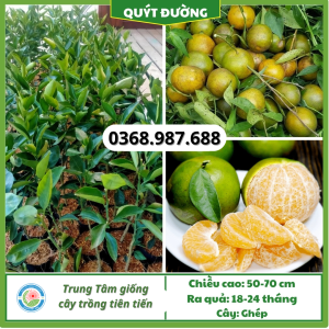 Cây giống Quýt đường tại tổng kho cây giống miền bắc