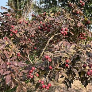 Cây Giống Nhãn Tím 5