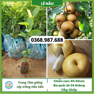 Cây giống lê nấu tại tổng kho cây giống miền bắc