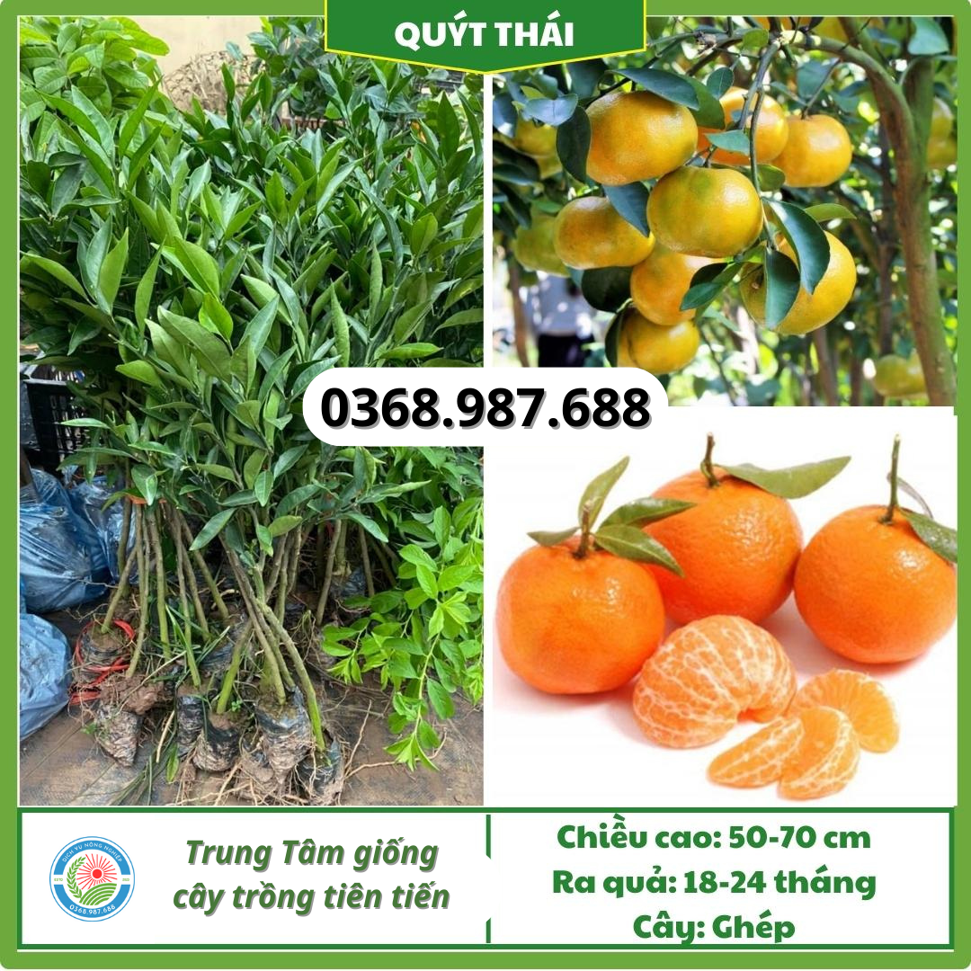 Cây giống quýt thái tại tổng kho cây giống miền bắc Cây giống quýt thái tại tổng kho cây giống miền bắc
