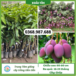 Cây giống xoài tím tại tổng kho cây giống miền bắc