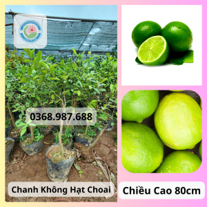 Chanh Khong Hat