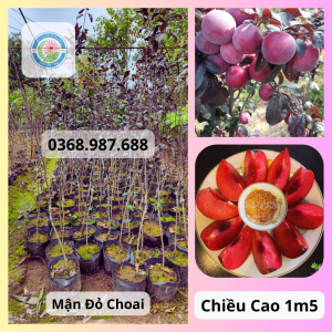 Cây gióng mận đỏ mexico choai