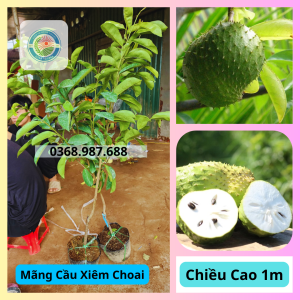 cây giống mãng cầu xiêm choai