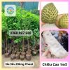 Cây giống Na sầu riêng choai