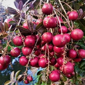 Cây Giống Nhãn Tím anh 10 UOLY