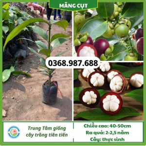 Cây giống măng cụt tại tổng kho cây giống miền bắc