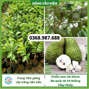 cây giống mãng cầu xiêm