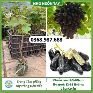 Cây giống nho ngón tay tại tổng kho cây giống miền bắc