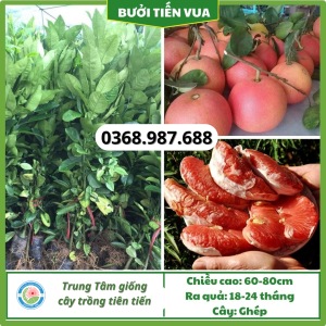 Cây giống bưởi đỏ tiến vua