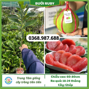 Cây giống bưởi ruby thái lan