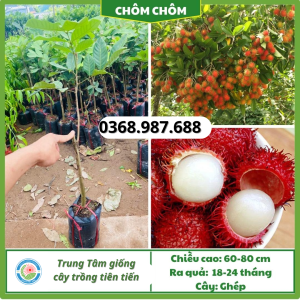 Cây giống chôm chôm