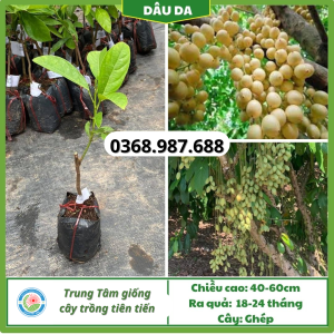 Cây giống dâu da