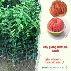cây giống bưởi da xanh