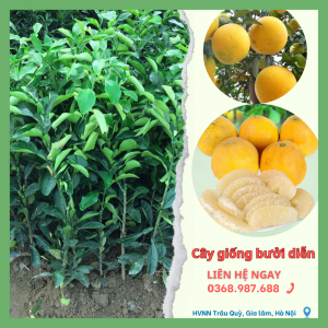 cây giống bưởi diễn tại tổng kho cây giống miền bắc