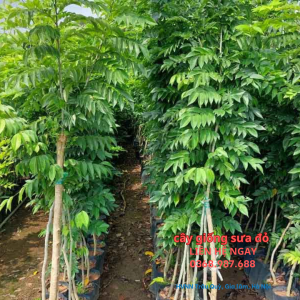 Cây giống sưa đỏ