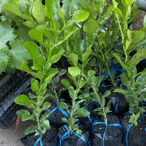 e552f9260d6c0d310b175c9048fa4773