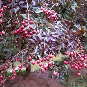 Cây Giống Nhãn Tím nhan tim soc trang 1