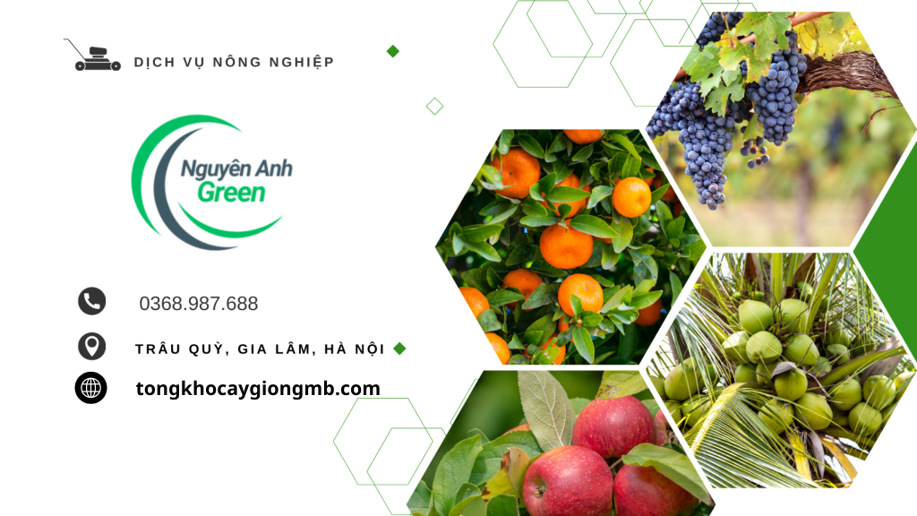 tongkhocaygiongmb.com